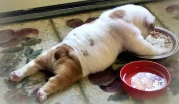 Bulldog Puppy